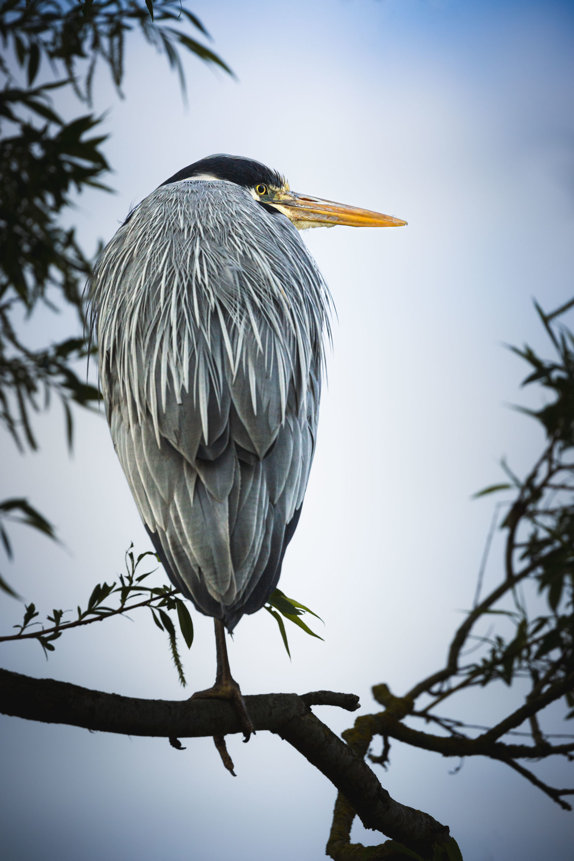 Heron back feather detail portrait